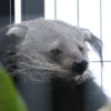 平川動物公園　ビントロング　表紙